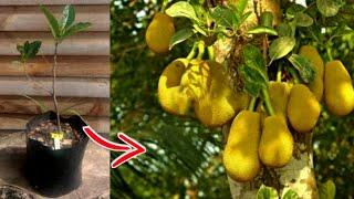 The Biggest Jack fruit In The World | Giant Jack Fruit | Factop Tv