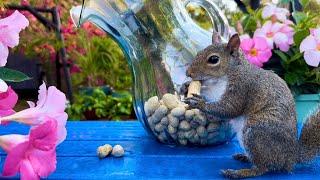 Squirrel Eating Peanuts  | Squirrel Videos for Cats to Watch | Funny Animal Videos 