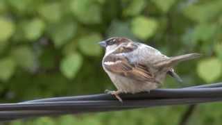 Sparrow on a wire