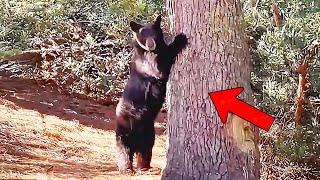 A bear was crying and begging a stranger to save its cub stuck in a tree, then a miracle happened.