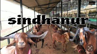 biggest M R GOAT FARM in Hyderabad || 2024 || Goats & Sheep Qurbani series