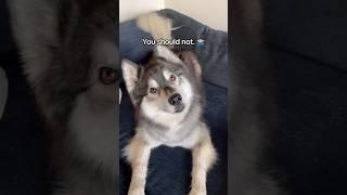 Should You Get a Siberian Husky?  #siberianderpskies #husky #siberianhusky #huskies #huskylife