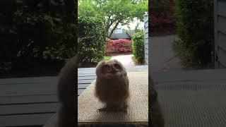 Adorably Curious Owl Sits on Porch