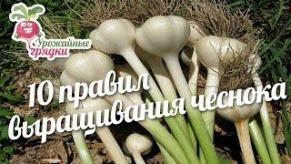 10 правил выращивания чеснока #urozhainye_gryadki