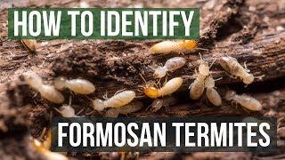 How to Identify Formosan Termites