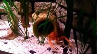 Relaxing Music - Sea Life Video 2011