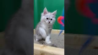 Maine coon Eve Gentle Max // chaded color // born 21 April 25 // info pm