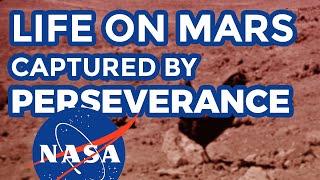 Life on Mars: real uncut NASA footage by Perseverance rover displaying life form on mars