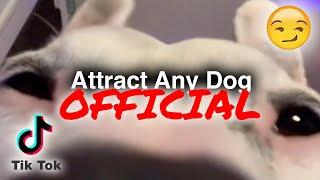(Official) Attract Any Dog | MisterMainer