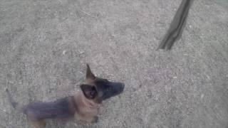 Duke, A Baby Maligator Snapping - The Malinois Channel TMC