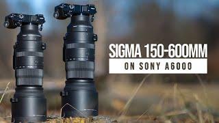 SIGMA 150-600mm on SONY A6000 (Lens Review on APSC)