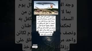 الحوت الأزرق أكبر كائن على وجه الأرض، ويحتاج كل يوم بما لا يقل عن 3 اطنان من السمك ؟ !