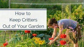 How to Keep Critters Out of Your Garden