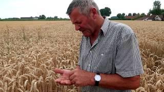 VAN GRAAN TOT BROOD l Handpikken van tarwe