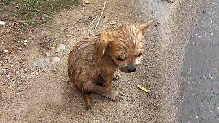 Thought the stray puppy was just wet,but it was foaming at the mouth and convulsing at the hospital