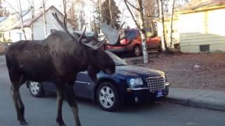 Big bull moose urban moose