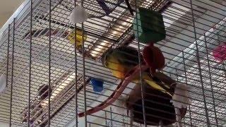 Greenie beanie singing to ducky. Turquoisine .