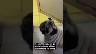 follow you everywhere you go!#pug #dog #shorts