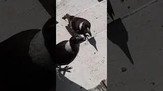Magpie Madness