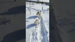 Непобедимый гусь