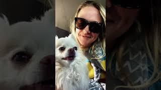 Chihuahua Sleeping Beauty | Sleepy Car Ride (Comedy Skit)