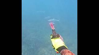 The Most Mackerel I've Ever Seen   #spearfishing