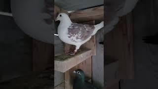 I got Fastest hens | Racing Pigeon | Golden Eye Loft,Cambridge,Ontario,CANADA