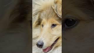 Lassie: The Hero Dog Who Saved Lives ️ — emotional + searchable.