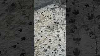 Ranked #1 track site in the nation by paleontologists. #dinosaur #fossil  #prehistoric