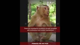 Consequences of abuse and abandonment of baby monkeys: FLS, SIB and anthropomorphism