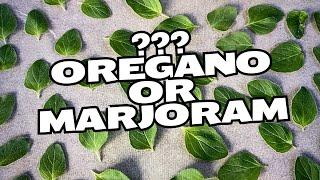 Difference between OREGANO and MARJORAM and how to grow this delicious herb