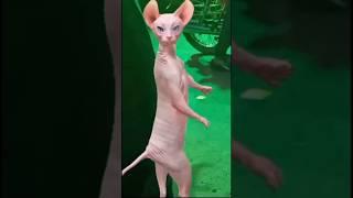 Baby Girl Dancing With Cat#Shorts#Video#Viral#Nidhi#Nidhi#subscribe #