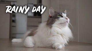 Rainy Day and Cats | Norwegian forest cat