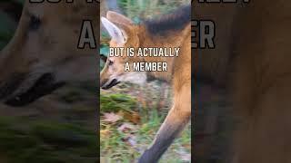  The Mysterious Maned Wolf: South America's Enigmatic Canine!