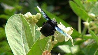 Гигантские пчелы-плотники. Таиланд. Giant bees-carpenters. Thailand