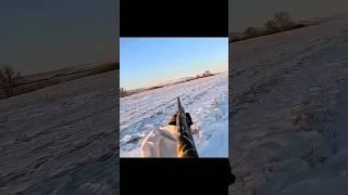 Сезон охоты на кроликов: подборка #hunting #hunting #дикаяприрода #топ #охота2025 #охотаназайца