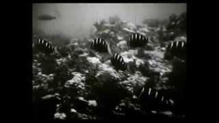 1953 Vintage Double Hose Regulator SCUBA Diving Film