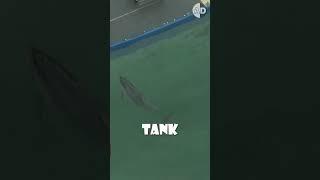 Activists Saved a Dolphin Who Lived with Killer Whales 