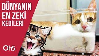 Dünyanın En Zeki Kedi Irkları