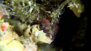 Diving Anacapa Island with Bluewater Photo
