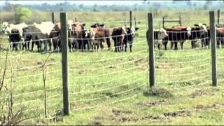 Independent Cattlemen