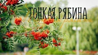 ТОНКАЯ РЯБИНА / Разбор на гармони по цифрам для начинающих