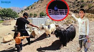 The shepherd's son saw the single mother's husband stealing from Soraya's farm.