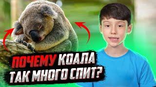 Почему коала так много спит?