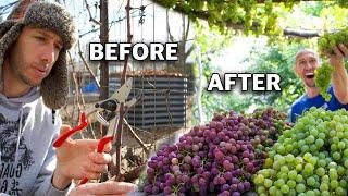 How to Prune Grapes for Trellis and Arbor, Spur Prune and Cane Prune