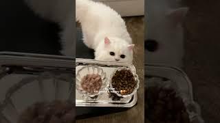 Cleo’s night routine wouldn’t be complete without her ​⁠@LitterRobot  #litterrobotpartner