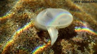 'Extinct' Clam From 30,000 Years Ago  has been found alive in California