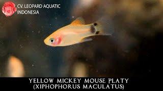 Xiphophorus maculatus THE WITY Yellow Mickey Mouse Platy. (Leopard Aquatic E008C)