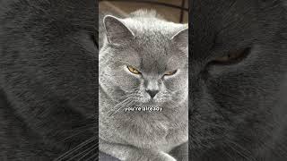 Cat Owners, Don't Skip This 
