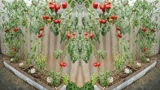 Rooftop tomato garden and special method to get more fruit